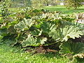 Gunnera manicata