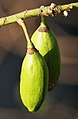 Buah kapuk di Kalkuta, Bengala Barat, India.