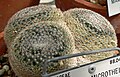 Mammillaria formosa ssp. microthele