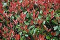 Photinia fraseri