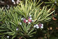 Podocarpus macrophyllus met vruchten