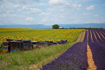 France