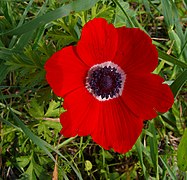 Ruĝa koloro de floro Anemone coronaria.