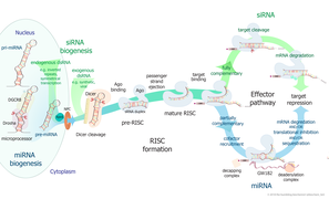 Conventional RNAi.png