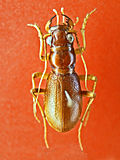 Big-headed tiger beetle