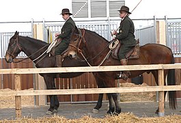 Duo de butteri à l'arrêt, vus de profil.