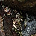 Japanese goose barnacle