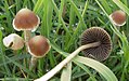 Pilze der Gattungen Psathyrella …