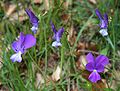 Viola aethnensis messanensis