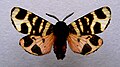 Arctia festiva