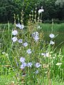 La cicoria comune, Cichorium intybus