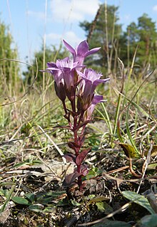 Gentianella germanica 280908.jpg