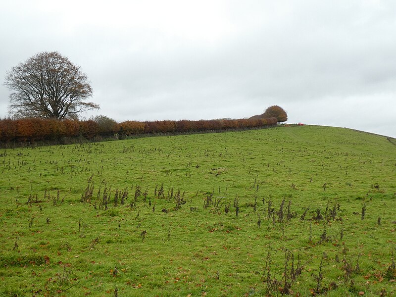 File:Grassland on Bye Common - geograph.org.uk - 5968336.jpg