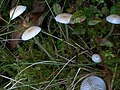 Mycena filopes