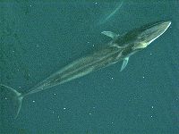 Aerial view of a Fin Whale.