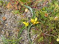 Lachenalia reflexa