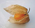 Còppa crësciuta chë forma la nnuvia ë Physalis peruviana