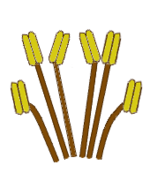 Estames tetradínamos