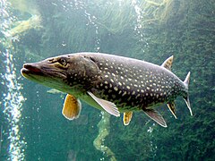 Esox lucius (Esocidae)