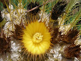 Geltondyglis ežiakaktusis (Echinocactus grusonii)