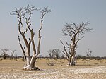 Moringa ovalifolia