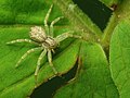 Philodromus sp.