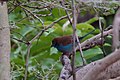 Cordonbleu à joue rouge (Uraeginthus bengalus).