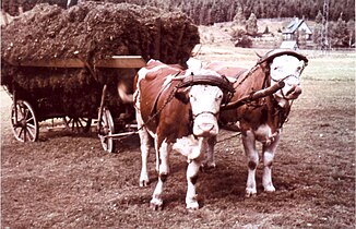 Leiterwagen bespannt mit zwei Kühen