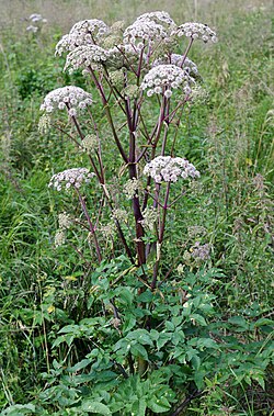 Karhunputki (Angelica sylvestris)