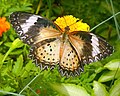 Leopard Lacewing - female