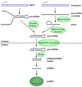 MiRNA-biogenesis.jpg