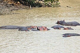 Hippopotames à la mare sacrée