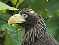 Steller's Sea Eagle