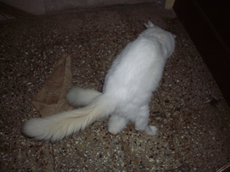 File:'Persian cats mating' Friday(23-1-2009).JPG