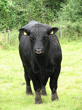 Taureau d'Aberdeen Angus.