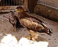 Aquila chrysaetos en comparanza con un esparvero