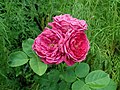 Rosa Ascot, Tantau, 2007 (Allemagne) TAN01757