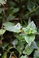 Viola abyssinica, Afrika