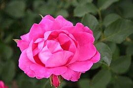 'Melrose', RVS 1985