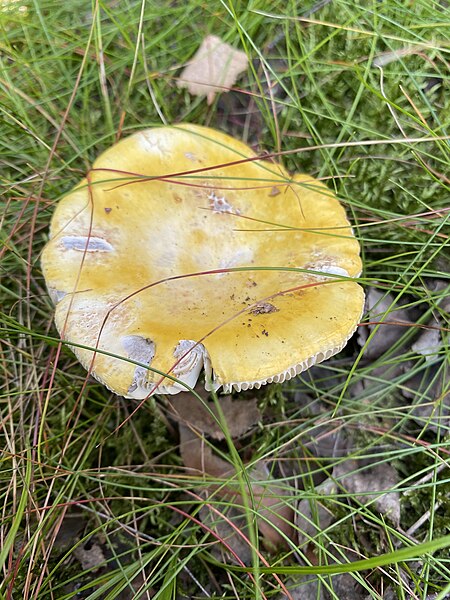 File:Russula claroflava 145861528.jpg