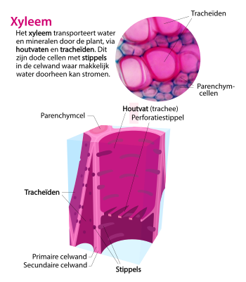 Diagram xyleemcellen. Het xyleem bestaat uit verschillende celtypen met gespecialiseerde structuren zoals stippels die het transport van water mogelijk maken.