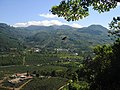 Image 42A coffee plantation in the Orosí Valley (from Costa Rica)