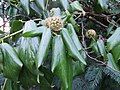 Hedera colchica-bloemen