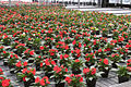 Impatiens Neu-Guinea-Hybriden im Gewächshaus