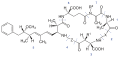 Structure moléculaire générale des microcystines