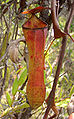 Nepenthes gracilis