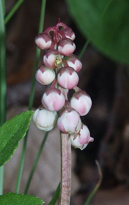 Klein wintergroen