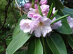 Doftrhododendron (R. fortunei)