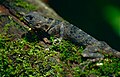 Collared tree lizard