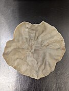 Microwaved papad texture